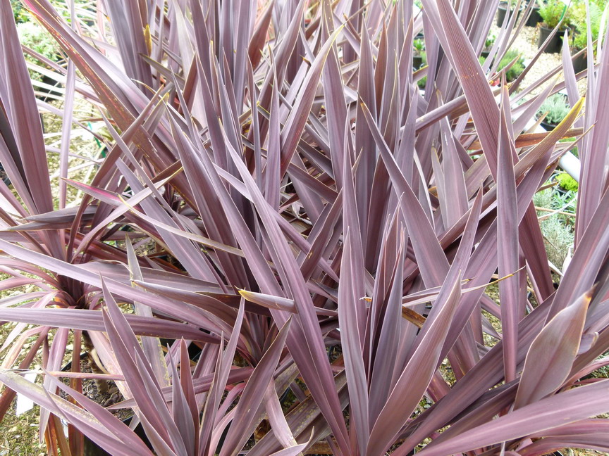 CORDYLINE australis Red Sensation
