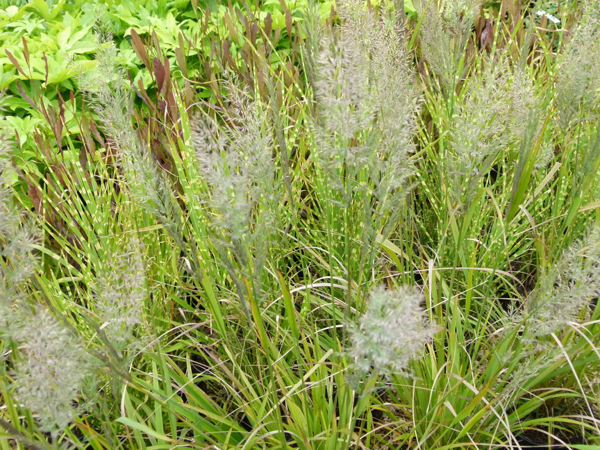 CALAMAGROSTIS brachytricha