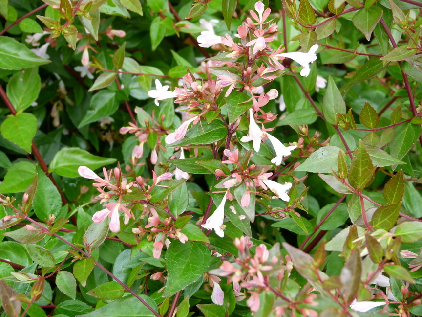 ABELIA x.grandiflora Semperflorens : floraison estivale. Nº3877