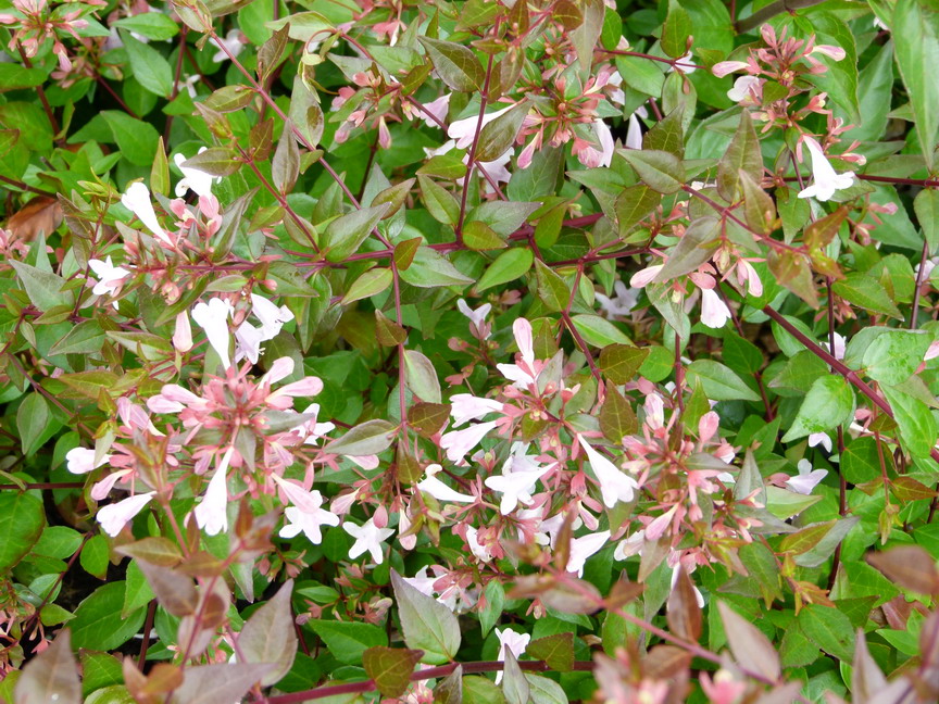 ABELIA x.grandiflora : floraison estivale. Nº3878