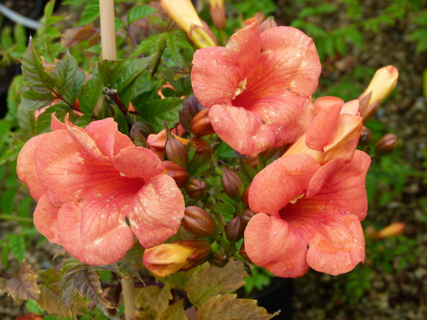 CAMPSIS x.tagliabuana Madame Galen