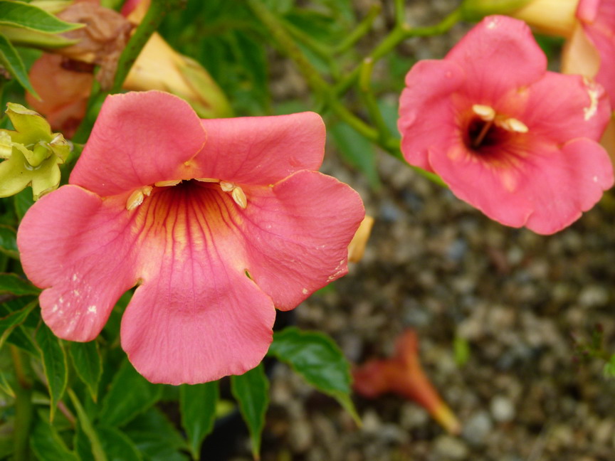 CAMPSIS grandiflora