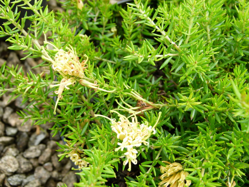 GREVILLEA prostata Aurea