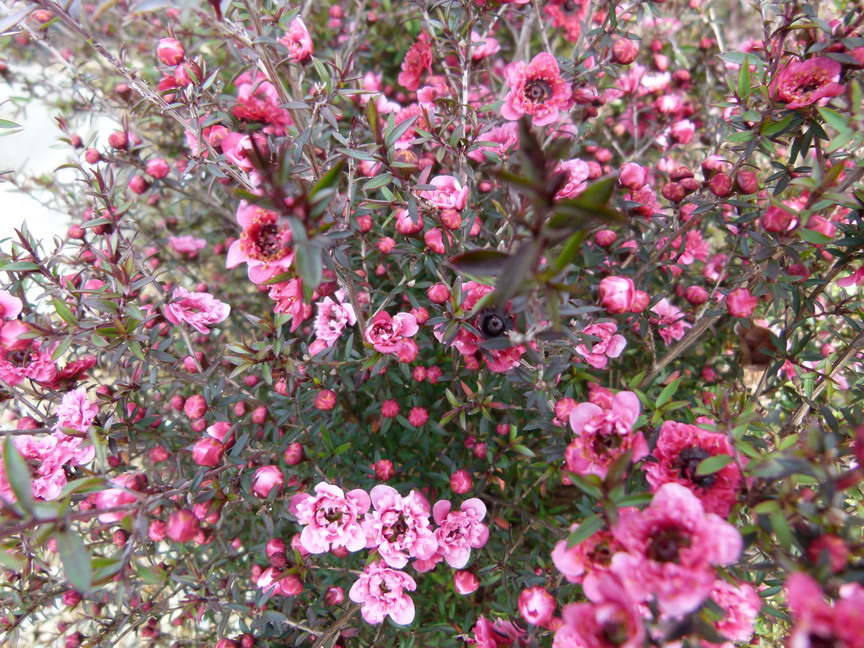 LEPTOSPERMUM scoparium Wiri Kerry