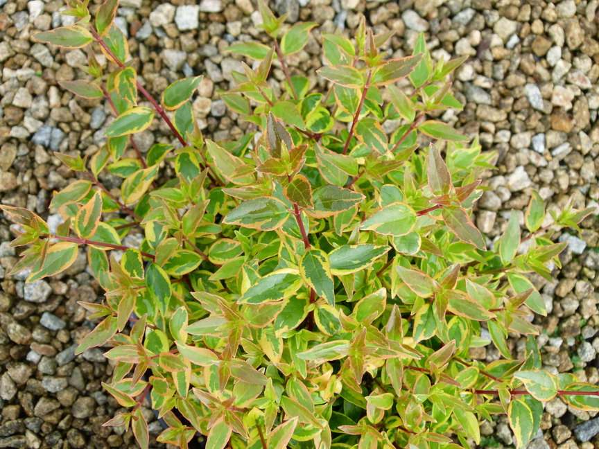 ABELIA Sarabande