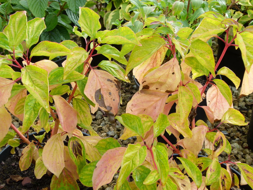 CORNUS sanguinea Magic Flame