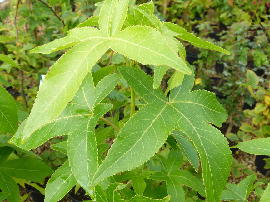 LIQUIDAMBAR styraciflua Slender Silhouette