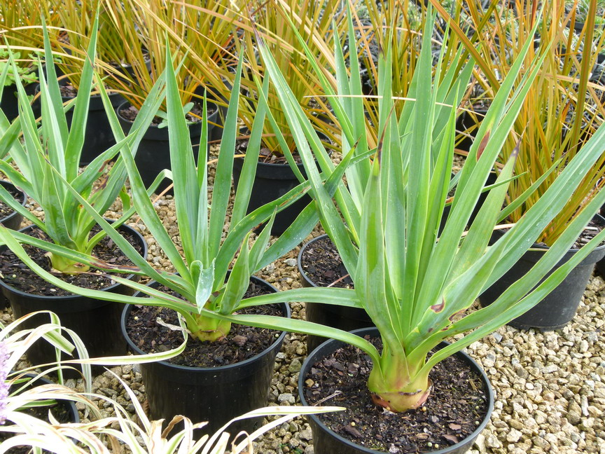 FURCRAEA bedinghaussi