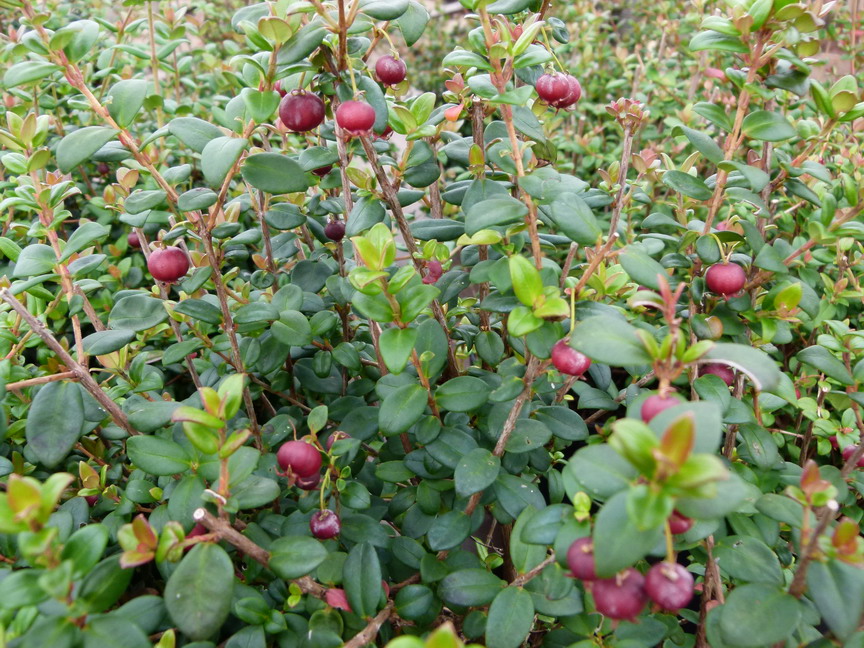 MYRTUS ugni