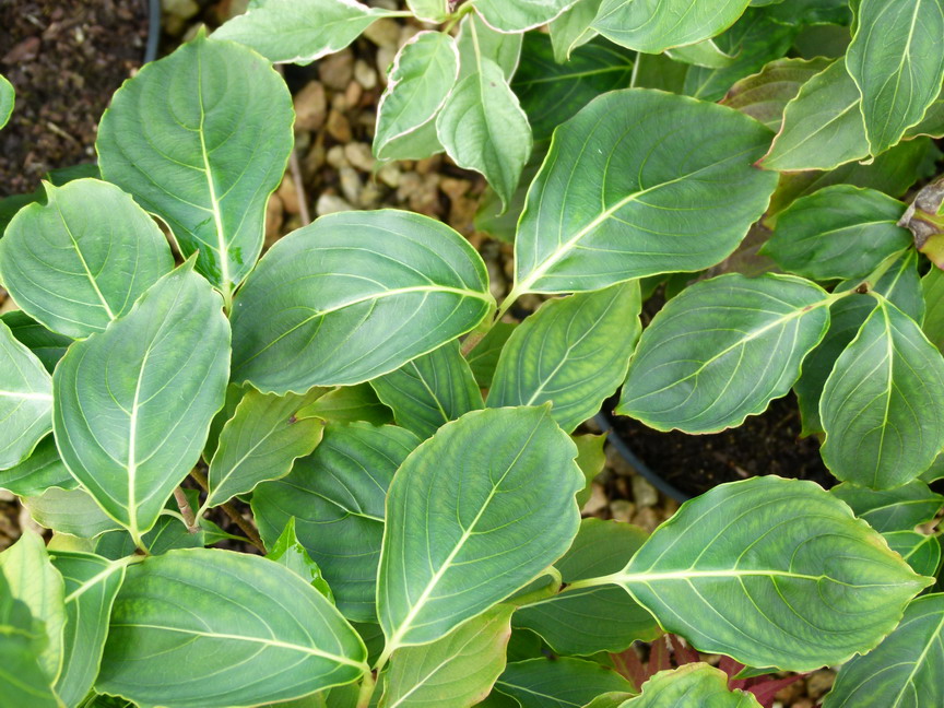 CORNUS kousa chinensis Great Star ®