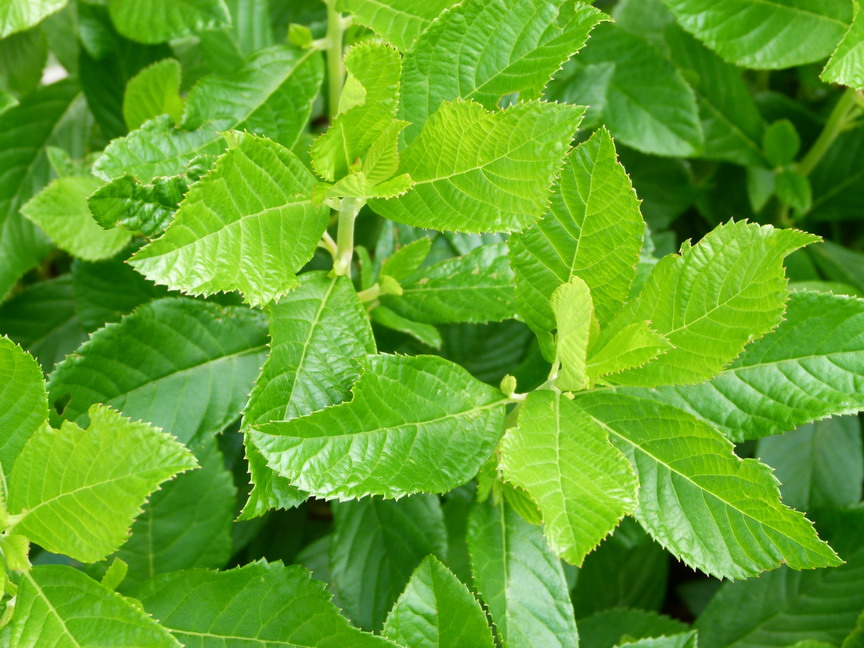 CLETHRA alnifolia Pink Spire