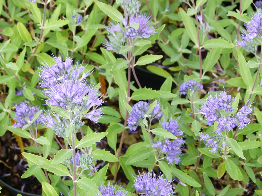 CARYOPTERIS x.clandonensis Heavenly Blue
