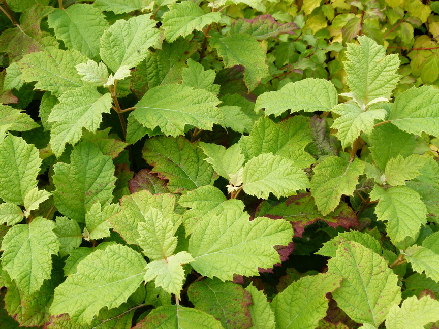 HYDRANGEA quercifolia Snowflake