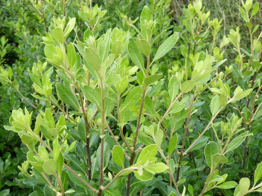 PITTOSPORUM tenuifolium Macrophyllum : jeunes pousses de printemps. Nº3958
