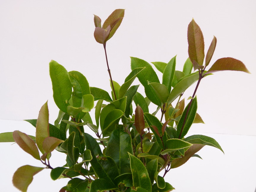 OSMANTHUS fragrans