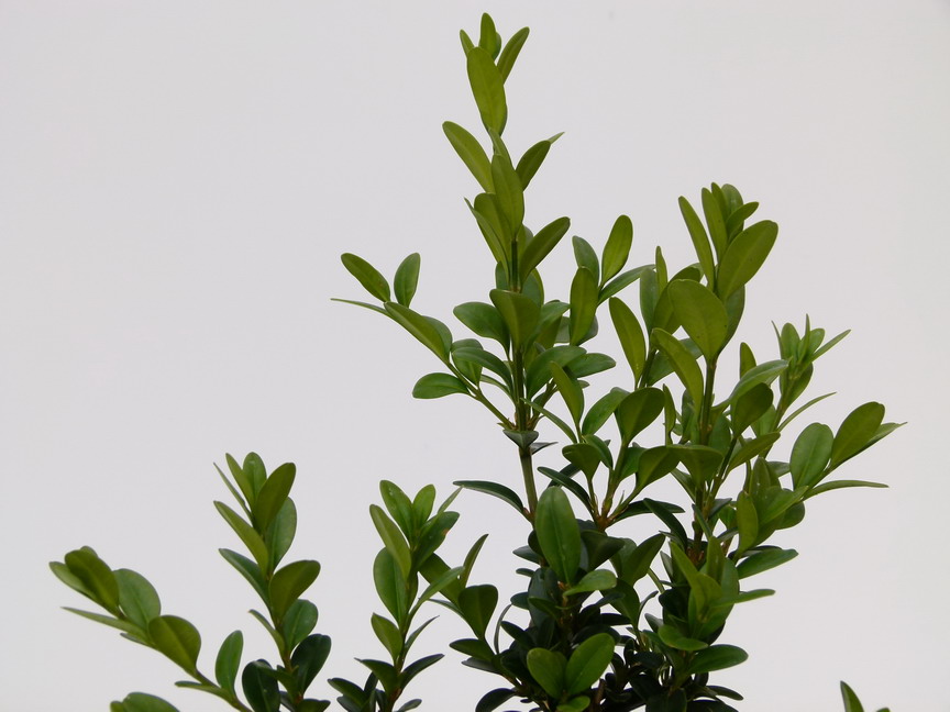 BUXUS sempervirens Pyramidalis