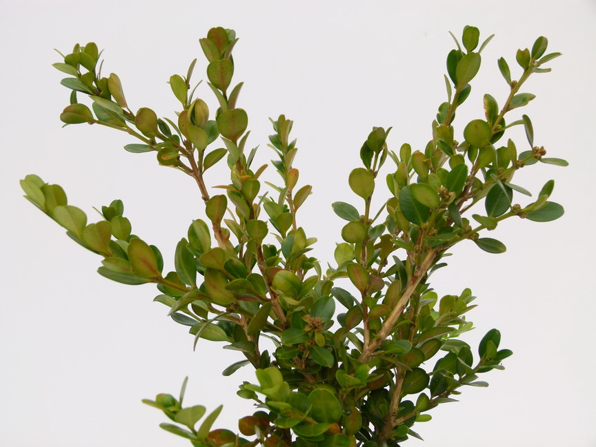 BUXUS microphylla Wintergreen : feuillage estival. Nº3987