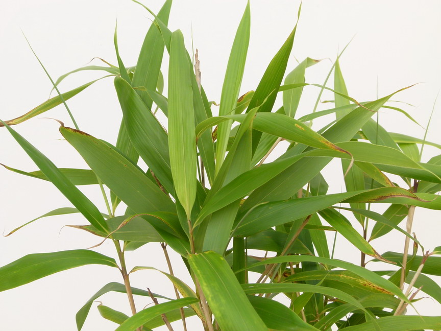 PSEUDOSASA japonica
