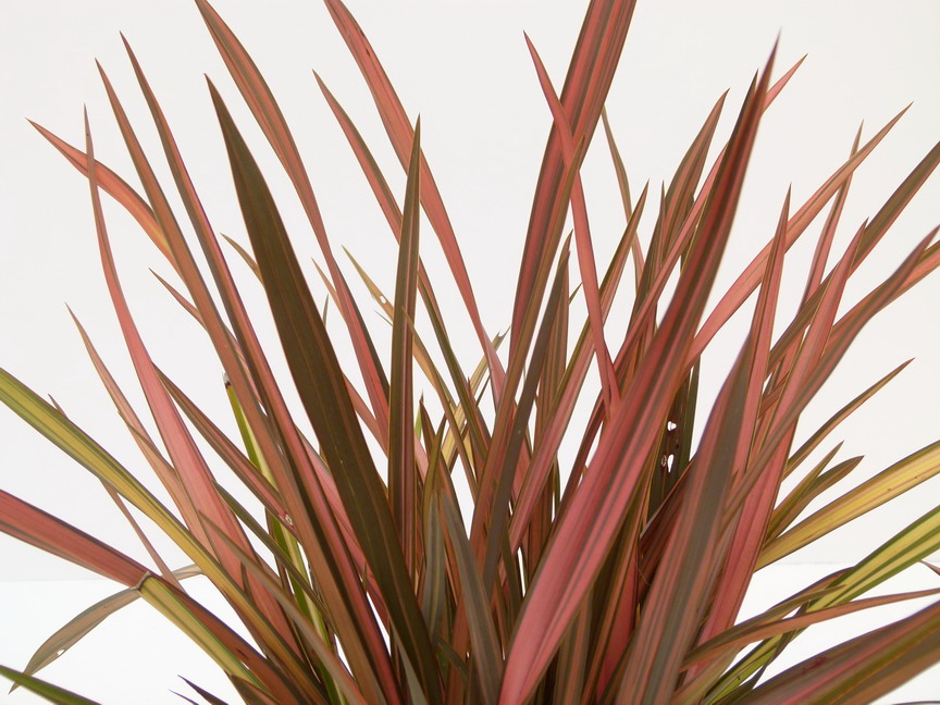 PHORMIUM tenax Rainbow Sunrise