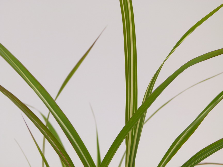 MISCANTHUS sinensis Cabaret