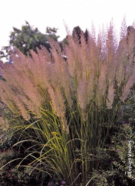 CALAMAGROSTIS brachytricha