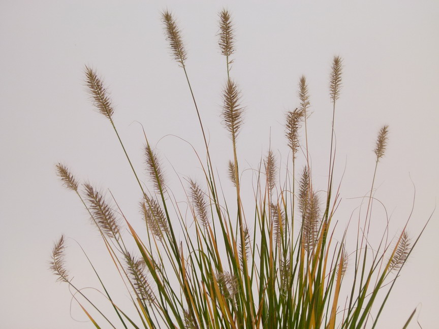 PENNISETUM alopecuroides Hameln