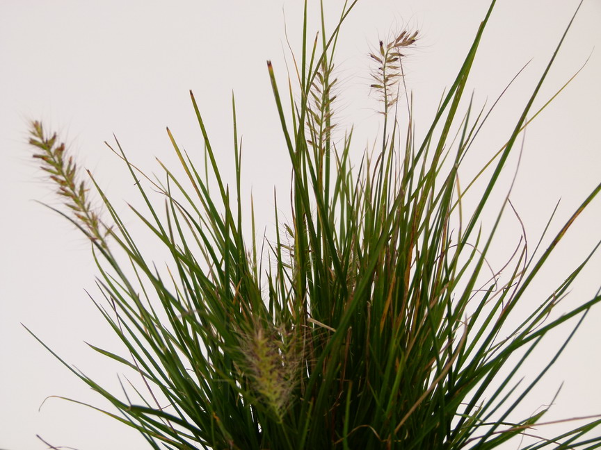 PENNISETUM alopecuroides Little Bunny