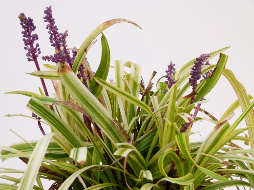 LIRIOPE muscari Gold Banded