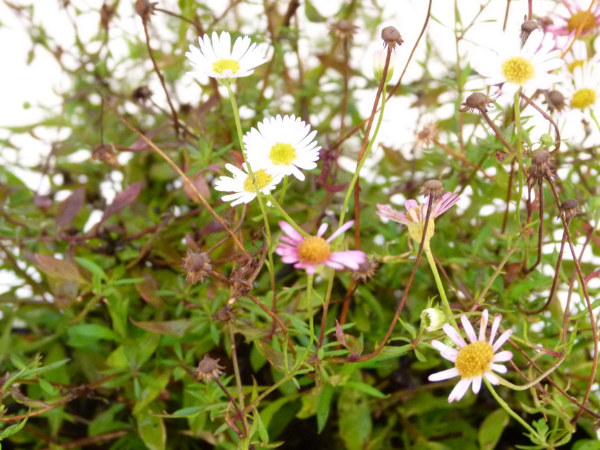 ERIGERON karvinskianus