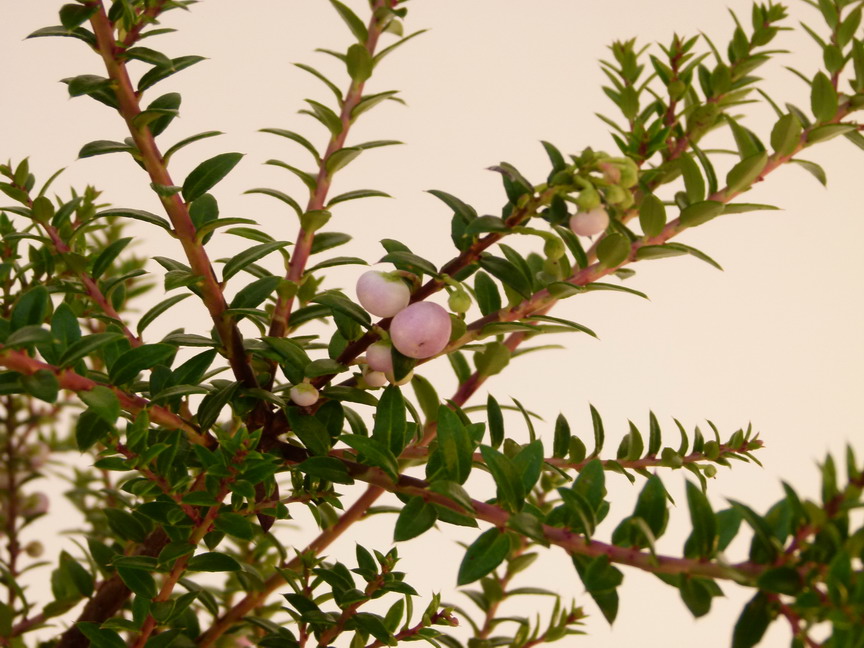 PERNETTYA mucronata Winter's Time