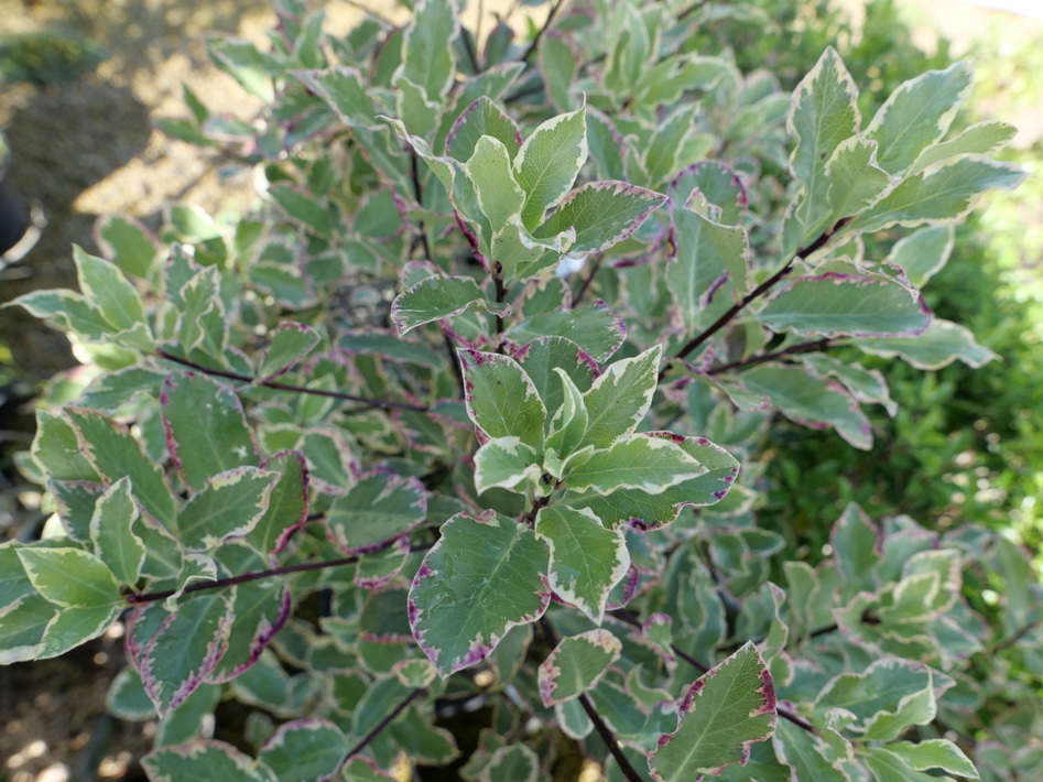 PITTOSPORUM tenuifolium Elisabeth