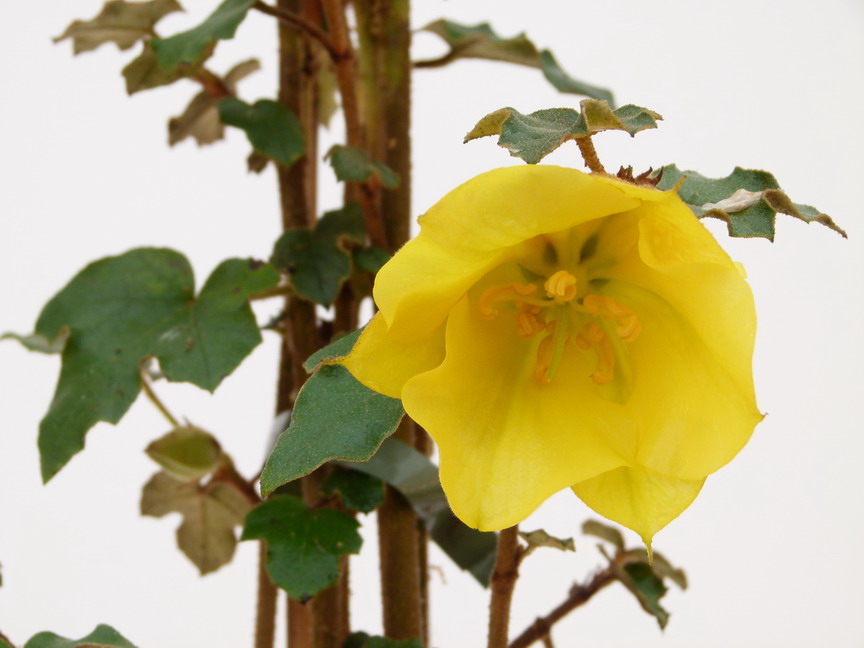FREMONTODENDRON californicum Pacific Sunset