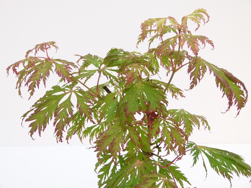 ACER japonicum Aconitifolium : feuillage estival. Nº4112