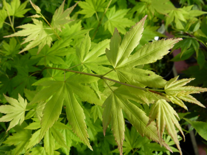 ACER palmatum Orange Dream