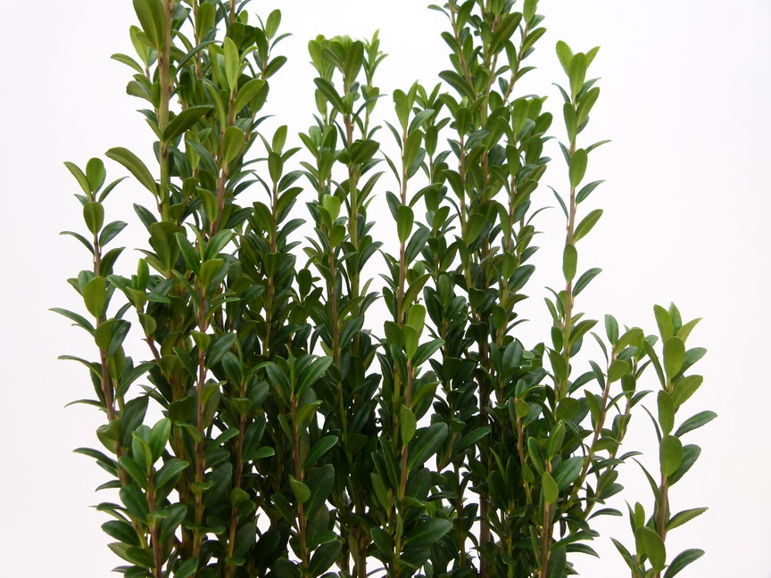 ILEX crenata Fastigiata