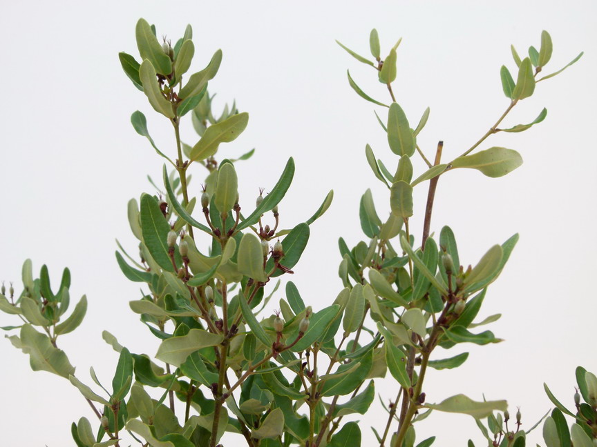 EUCRYPHIA cordifolia