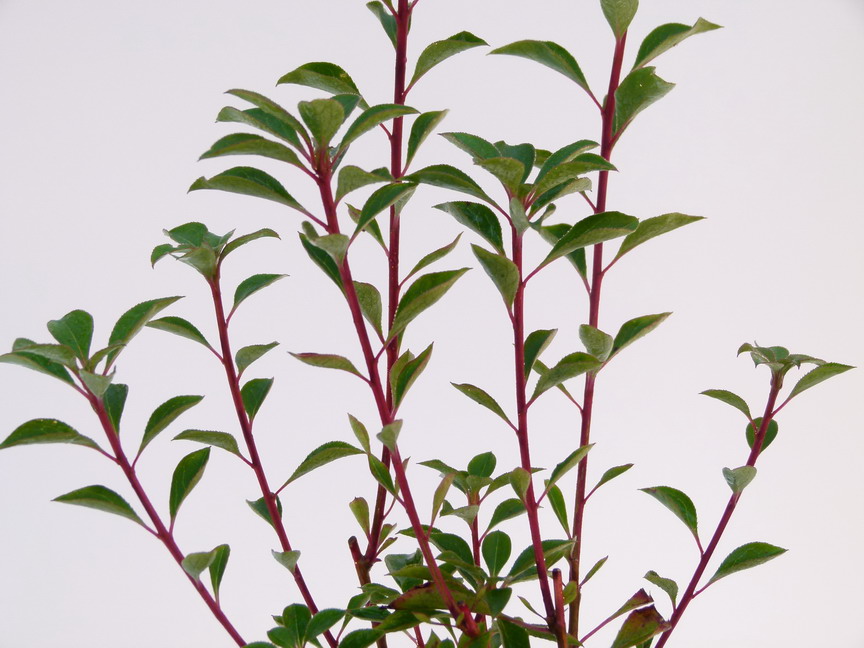 ENKIANTHUS campanulatus