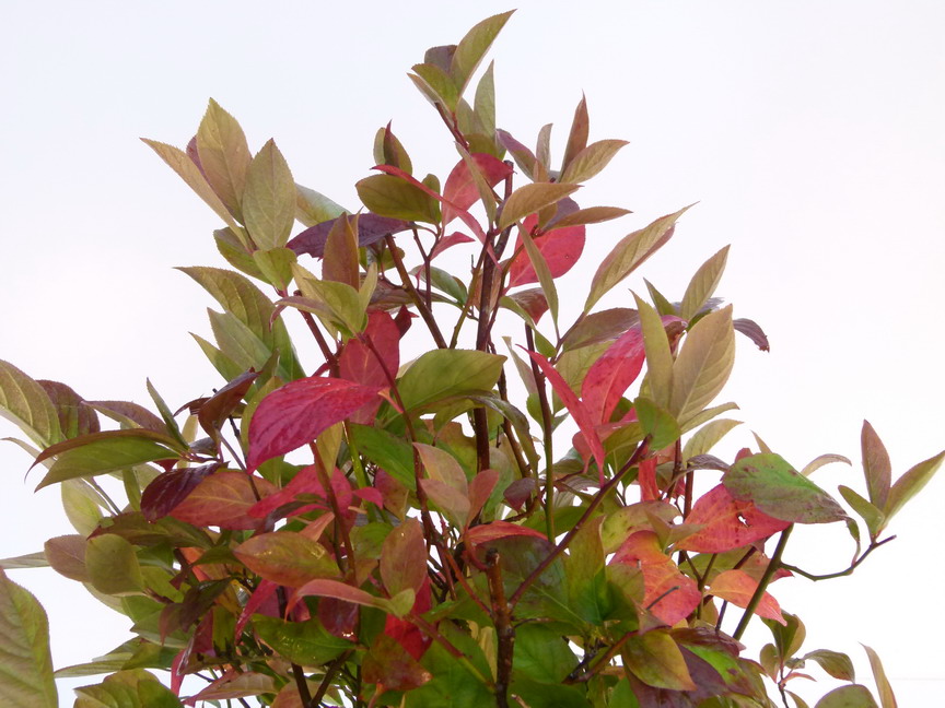 ITEA virginica Little Henry ®