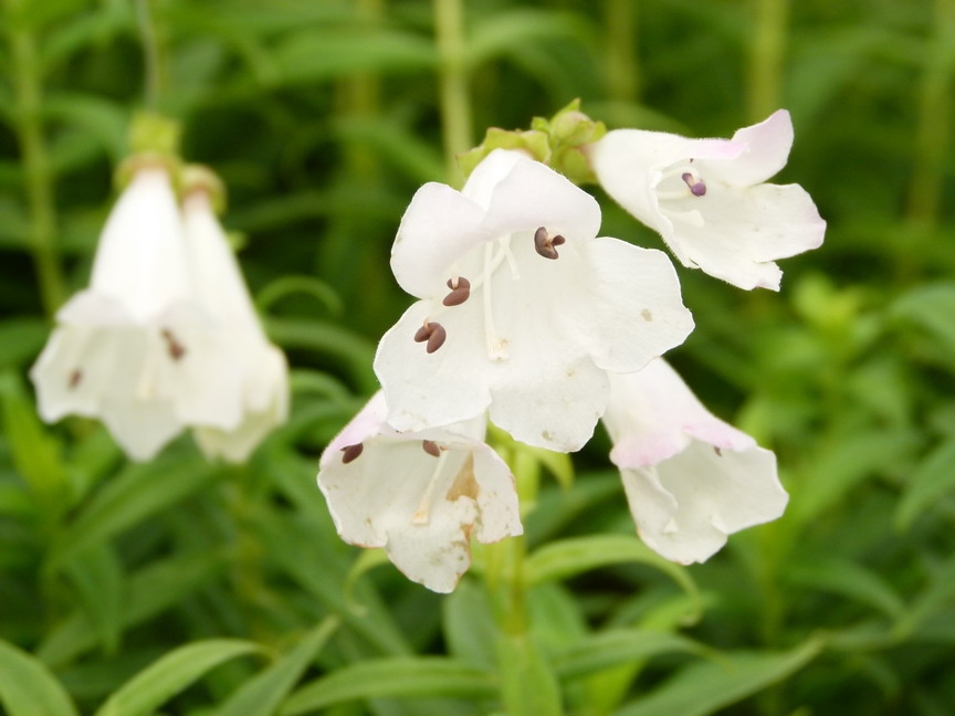 PENSTEMON x.Snow Storm