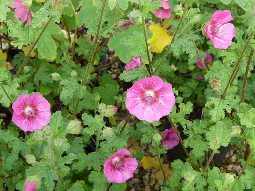 ANISODONTHEA Large Red