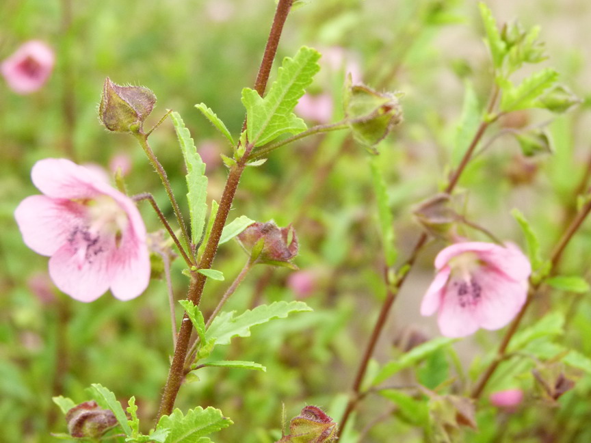ANISODONTHEA capensis