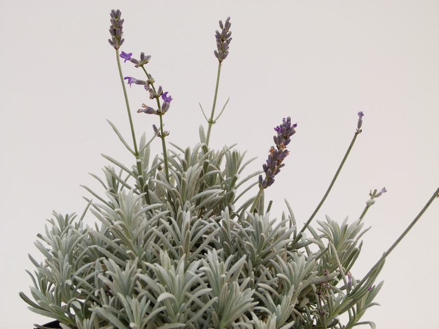 LAVANDULA Richard Gray