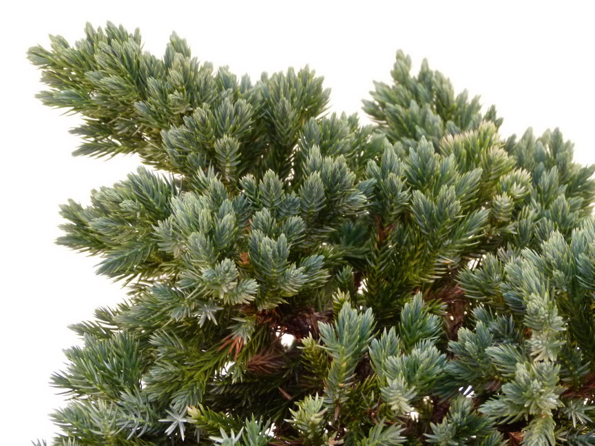 JUNIPERUS squamata Blue Star