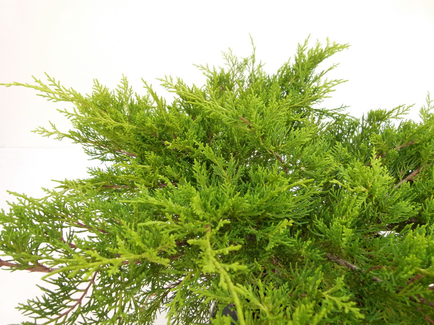 JUNIPERUS x.media Old Gold