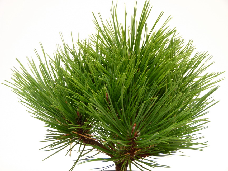 PINUS Pierrick Brégeon ®