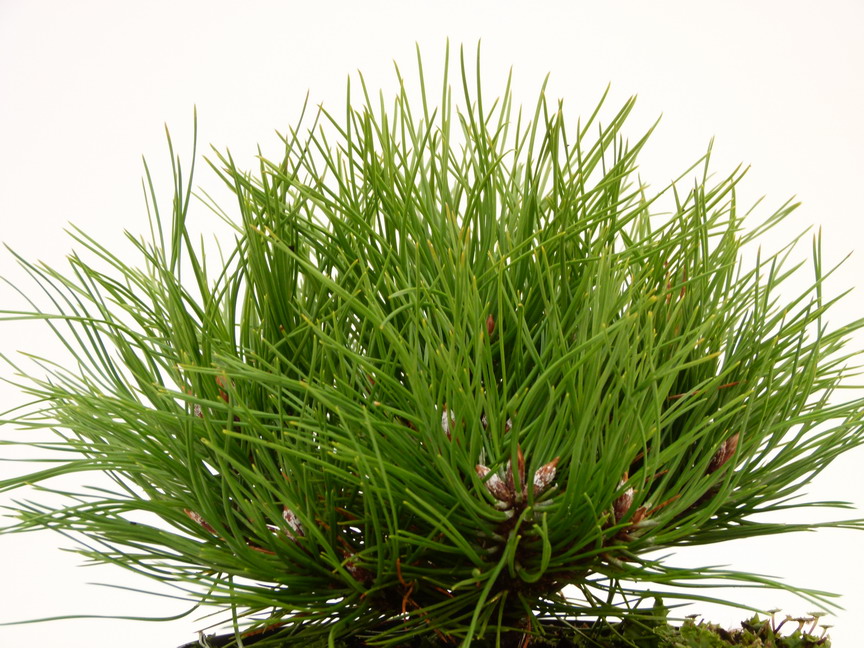 PINUS Marie Brégeon