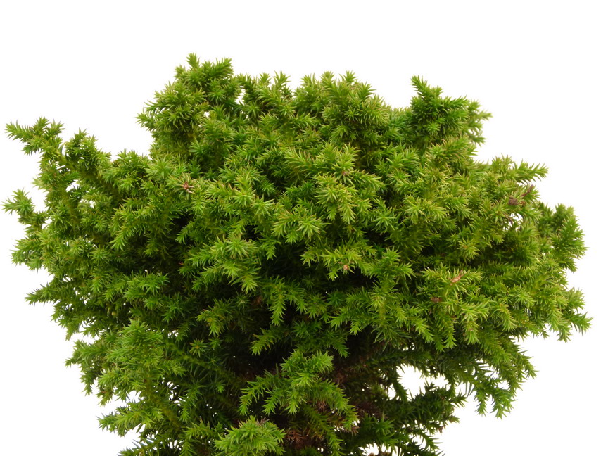 CRYPTOMERIA japonica Vilmoriniana