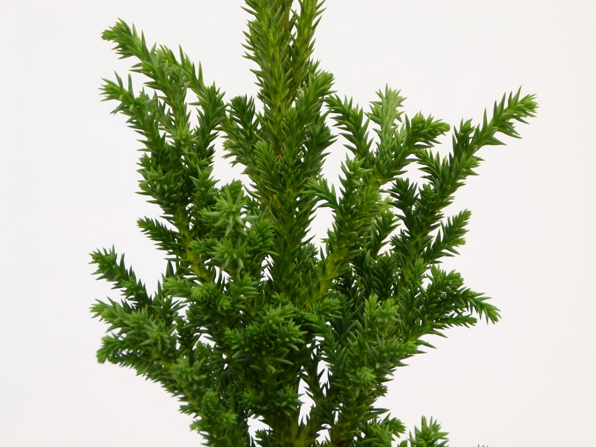 CRYPTOMERIA japonica Bandai Suji