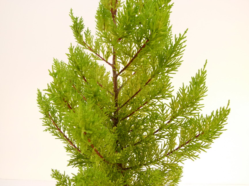 CUPRESSUS macrocarpa Goldcrest Cyprès de Lambert doré fastigié — free download