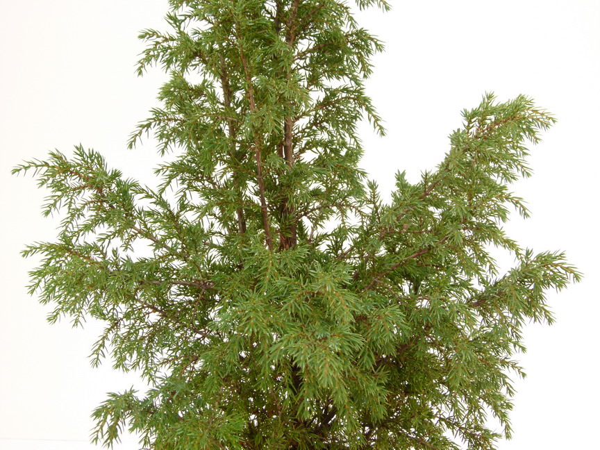 JUNIPERUS communis Hibernica